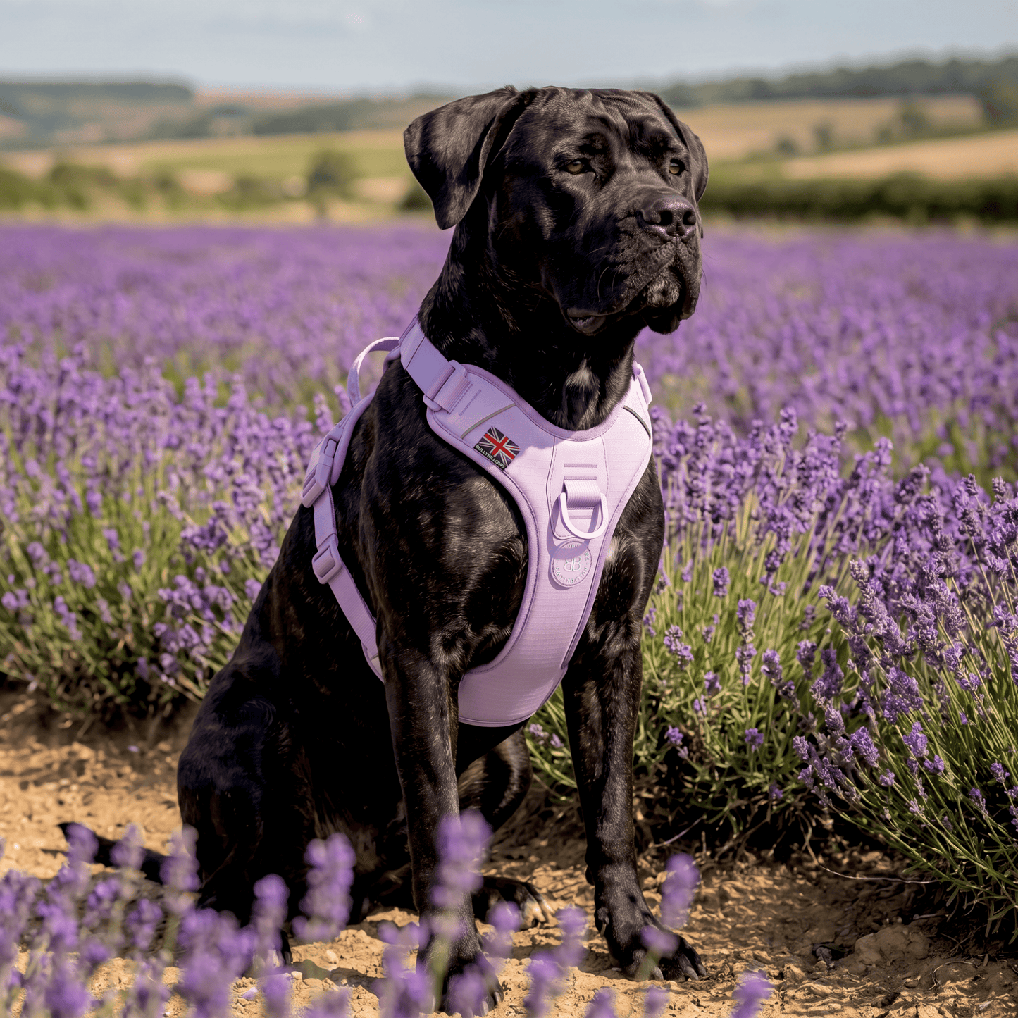 Anti Pull Hurricane Harness Lighter | With Handle - Lavender X Ube