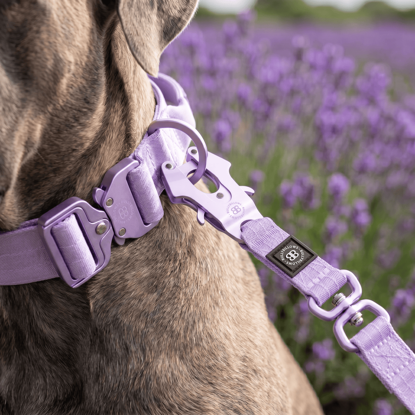 5cm Lighter Combat® Collar | With Handle Secure Clip - Lavender X Ube