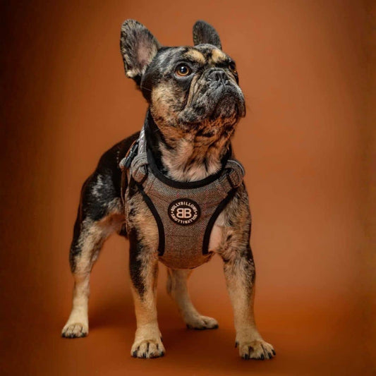 Premium Comfort Harness | Herringbone/Tweed