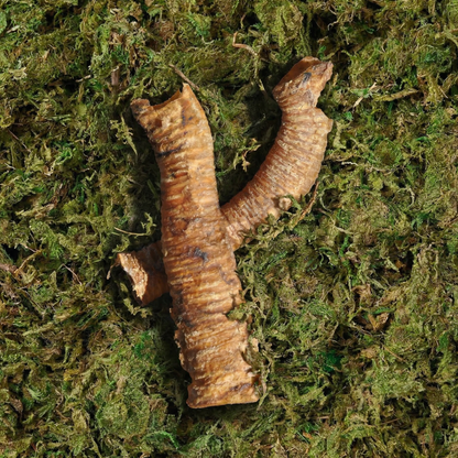 Beef Trachea