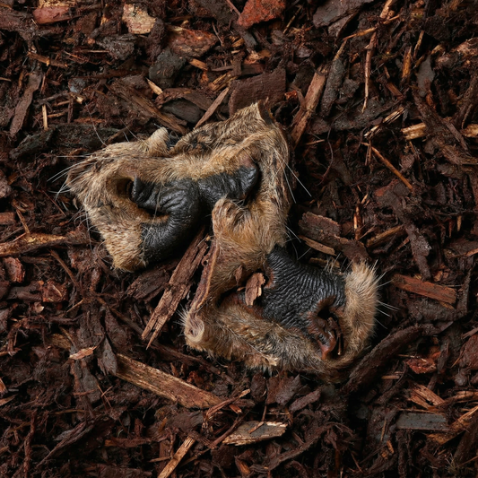 Hairy Beef Snouts - 2 Pieces