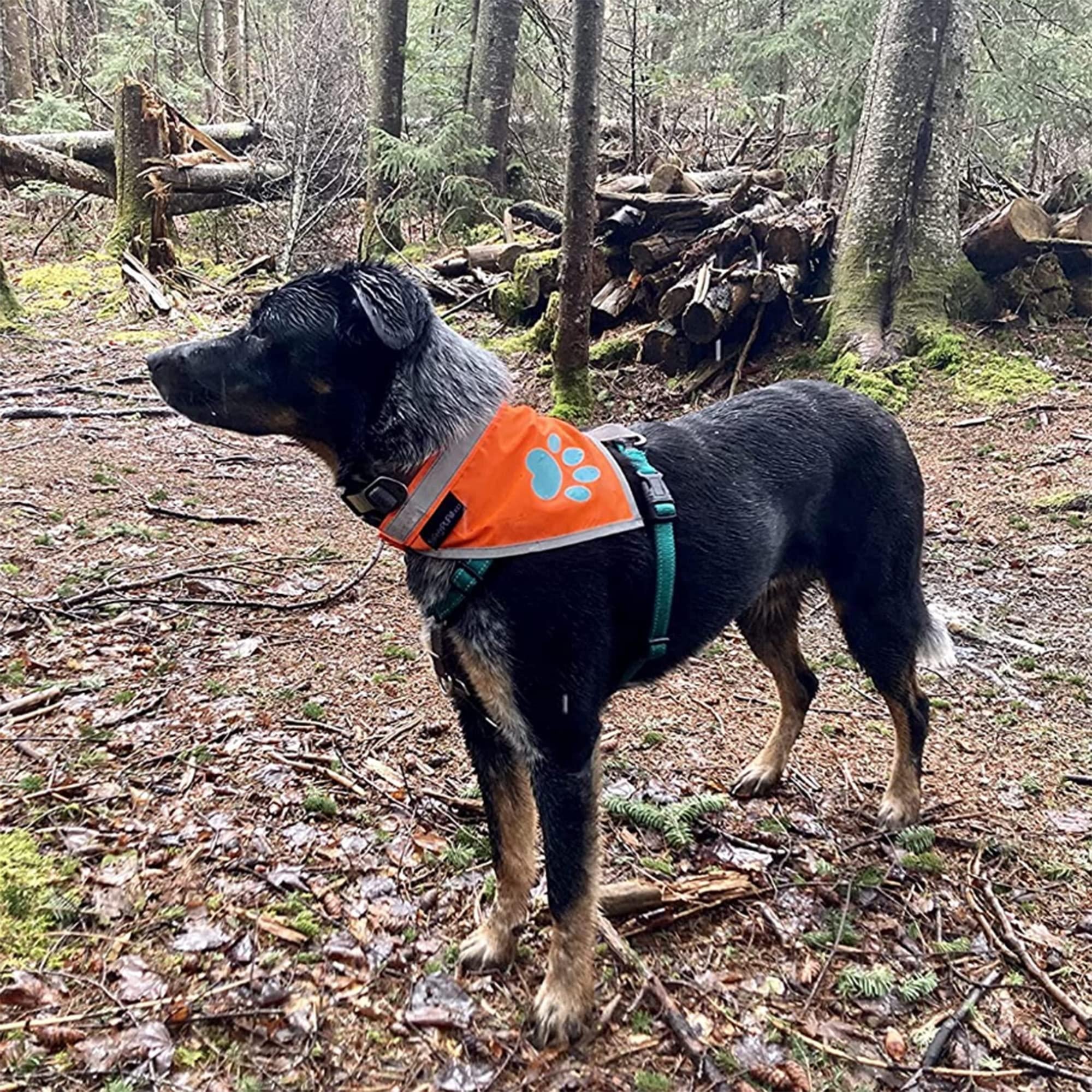 Large Hi-Vis Orange Reflective Dog Bandana Prismra