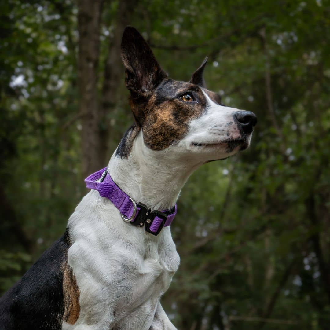 2.5cm Combat® Collar | With Handle