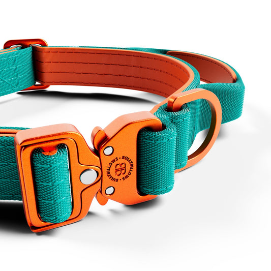2.5cm Lighter Combat® Collar | With Handle & Secure Clip - Turquoise x Orange