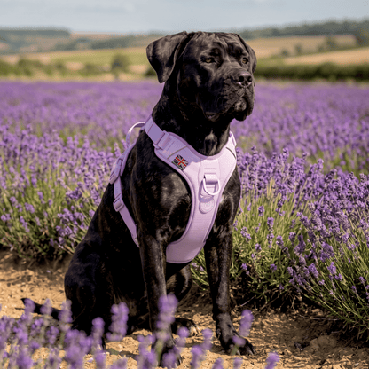 Anti Pull Hurricane Harness Lighter | With Handle - Lavender X Ube