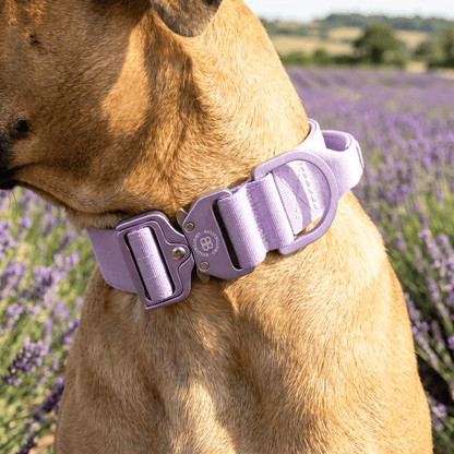 5cm Lighter Combat® Collar | With Handle Secure Clip - Lavender X Ube