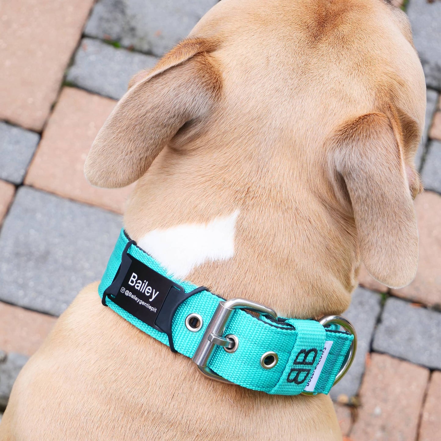 Dog ID Attachment Tag (8 Colour Choices)