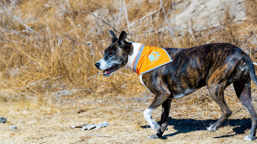 Large Hi-Vis Orange Reflective Dog Bandana Prismra