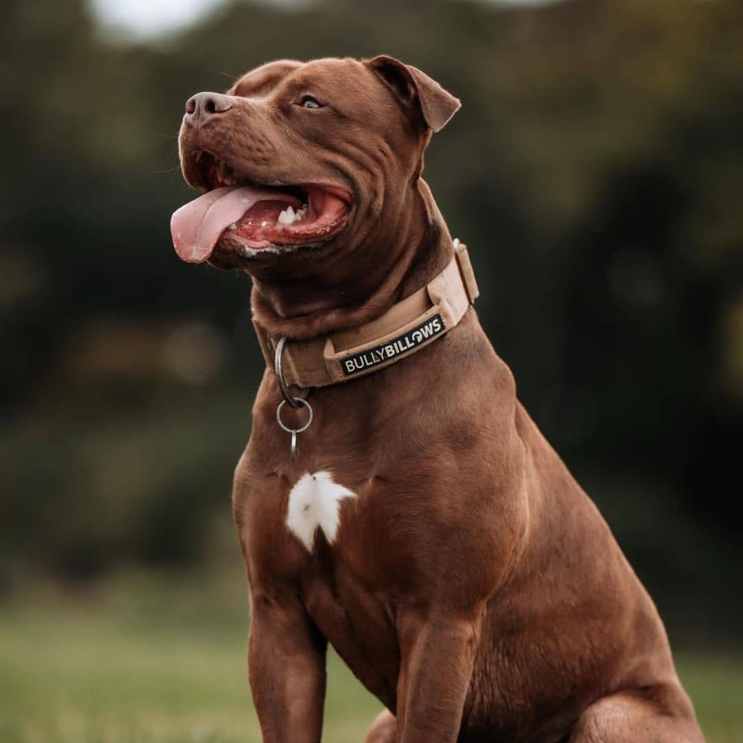 4cm Combat® Collar | With Handle & Secure Clip