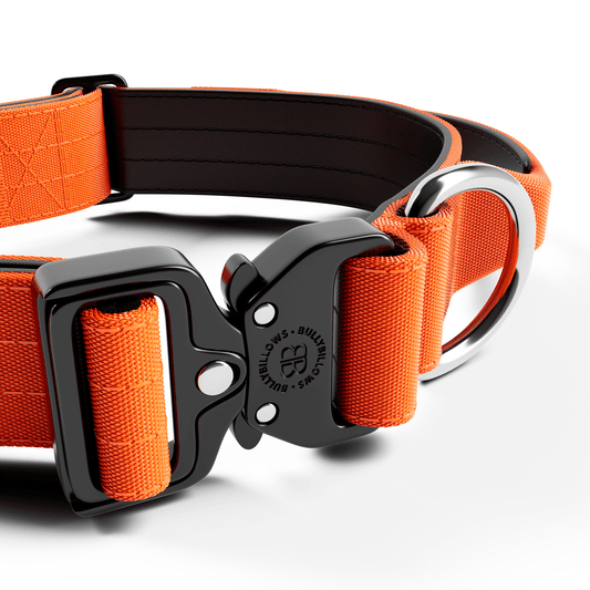 4cm Combat® Collar | With Handle & Secured Clip - Orange