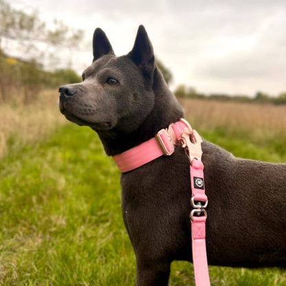 4cm Combat® Collar | No Handle & Secure Clip