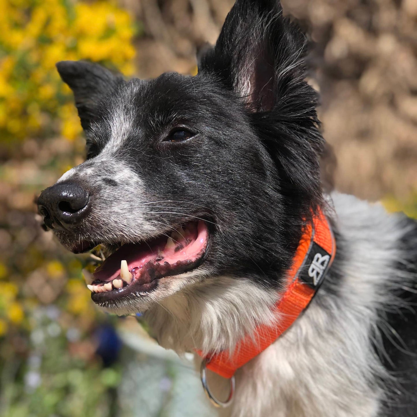4cm Slip on Collar | Foam Padded - Light Blue x Orange