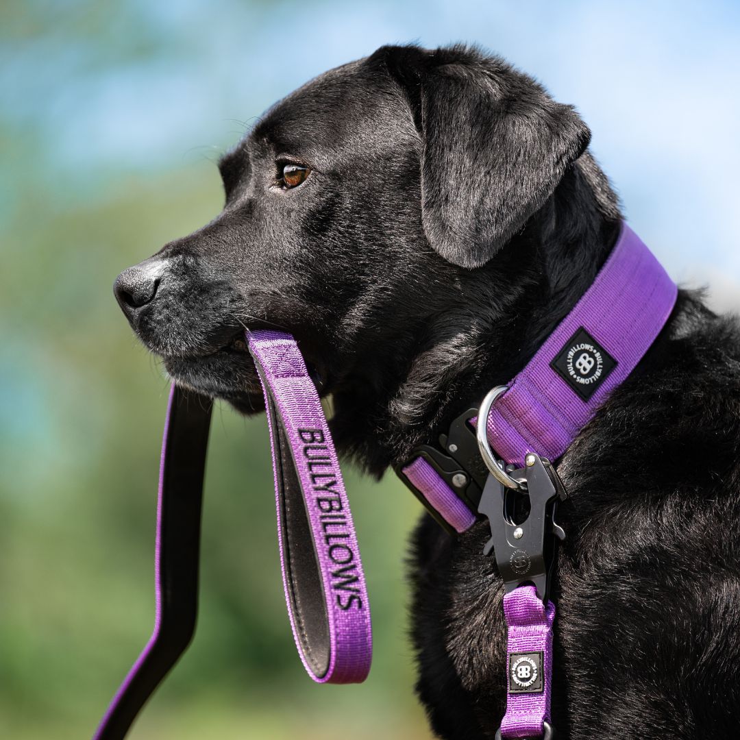 5cm Combat® Collar | NO Handle & Secure Clip