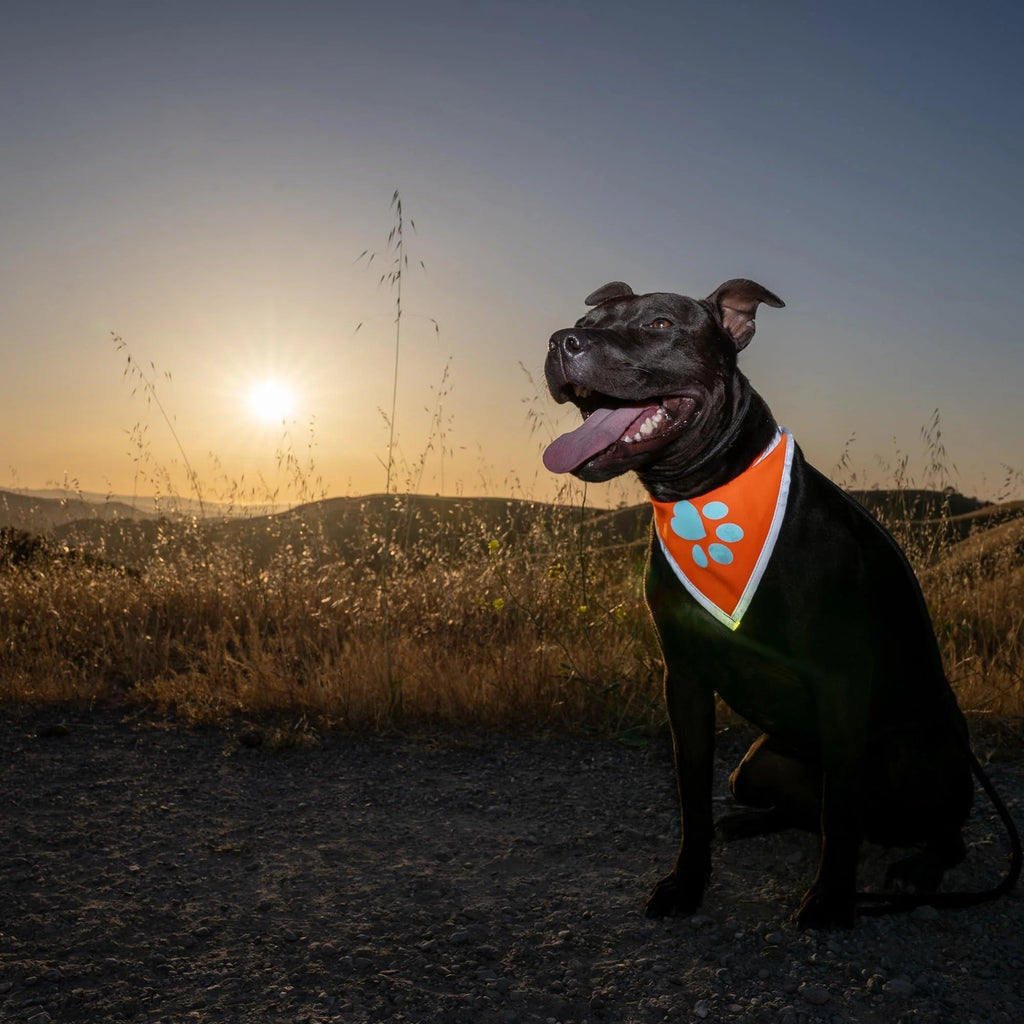Large Hi-Vis Orange Reflective Dog Bandana Prismra