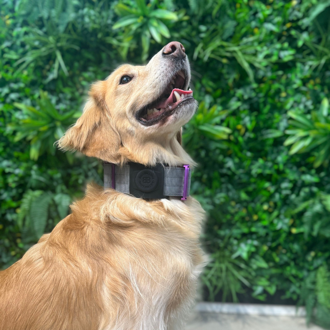 5cm Combat® Collar | With Handle & Secure Clip