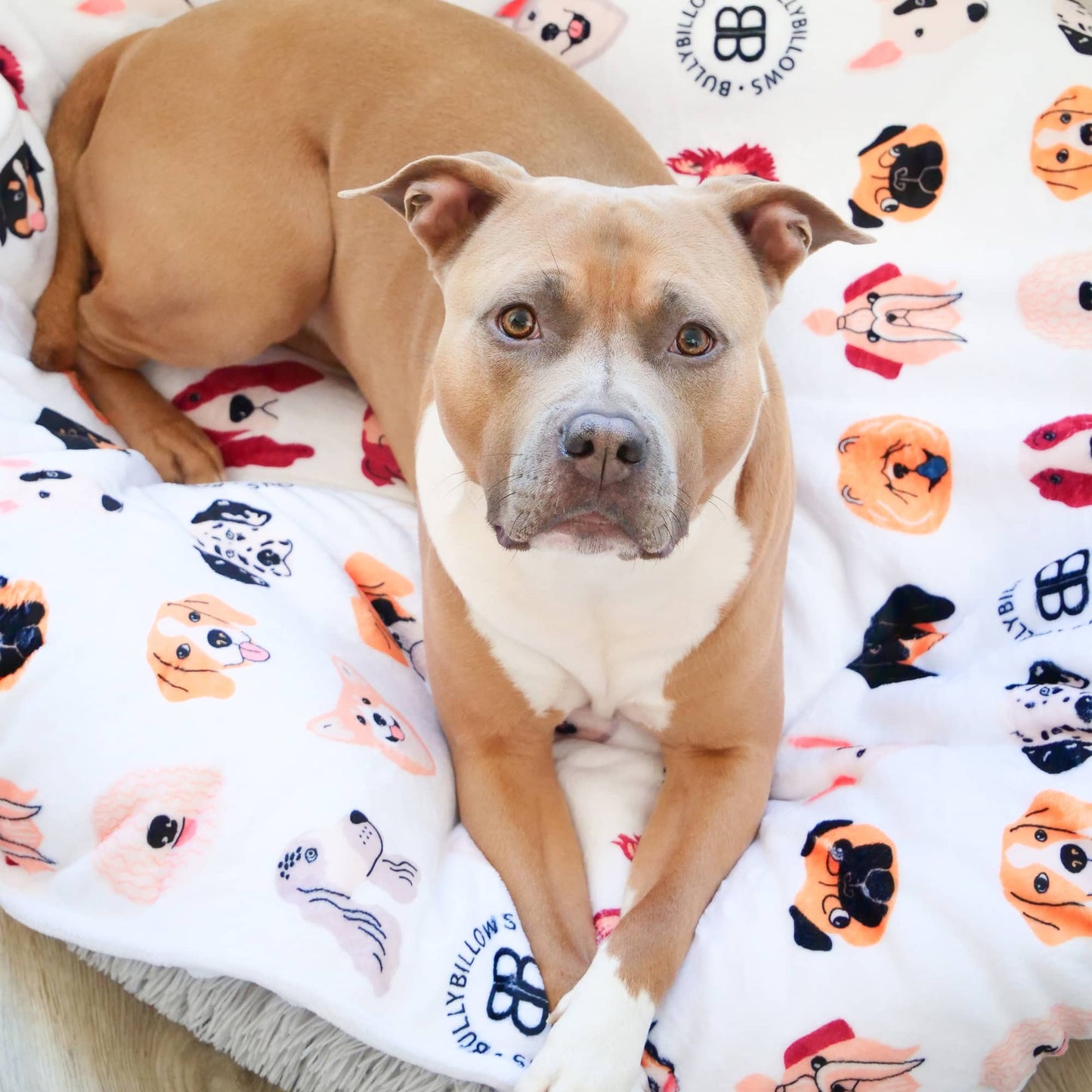 White Edition | Luxury Human & Dog Blanket