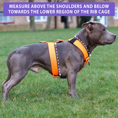 Anti-Pull TRI-Harness® | Training Dog Harness for All Breeds - Lightning