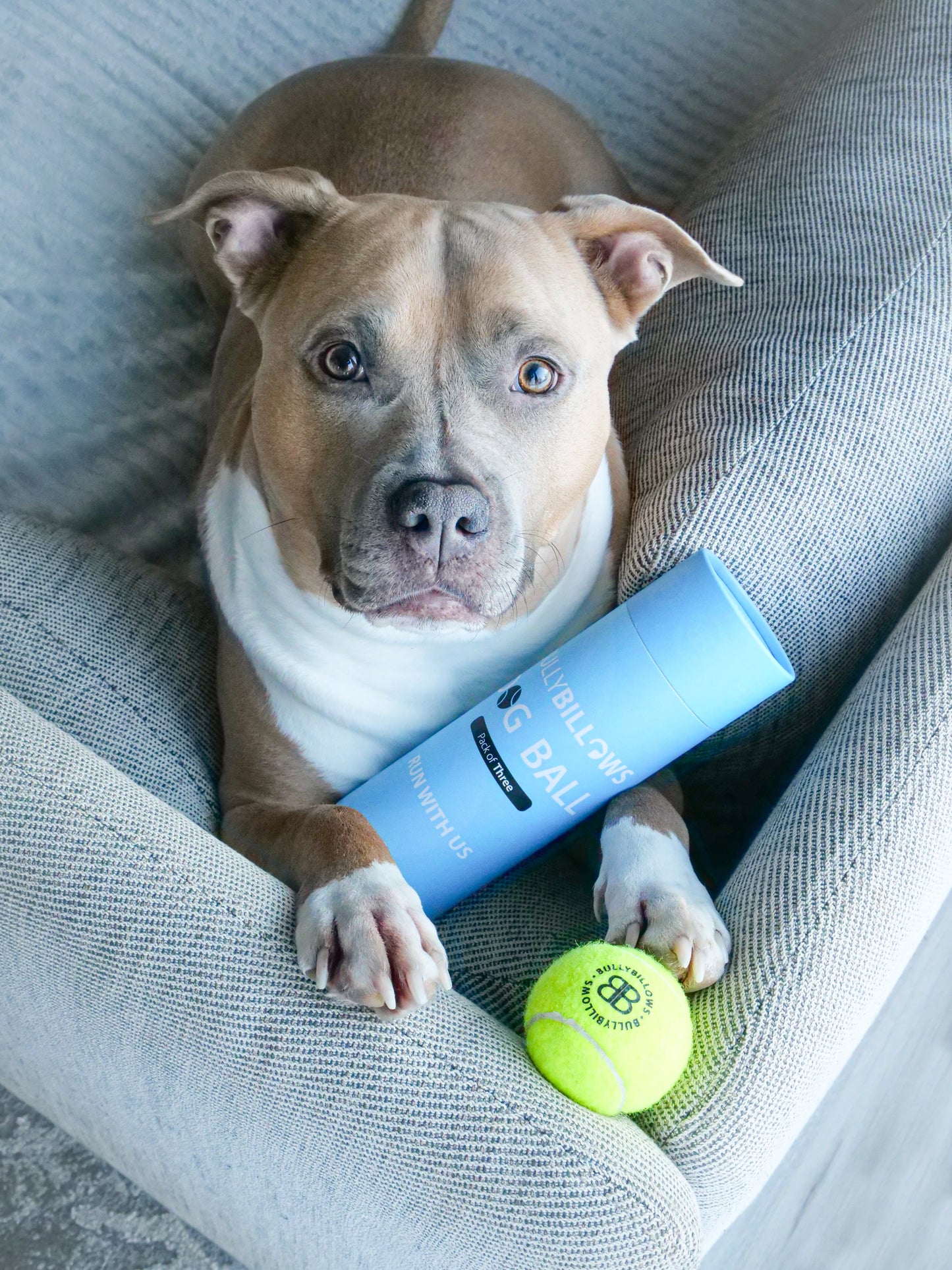 Dog Tennis Balls