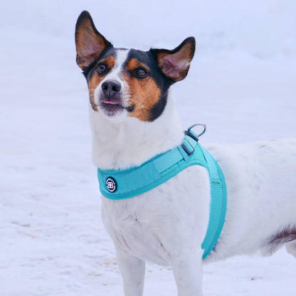 Boomerang Harness - XS-M Breeds - Black