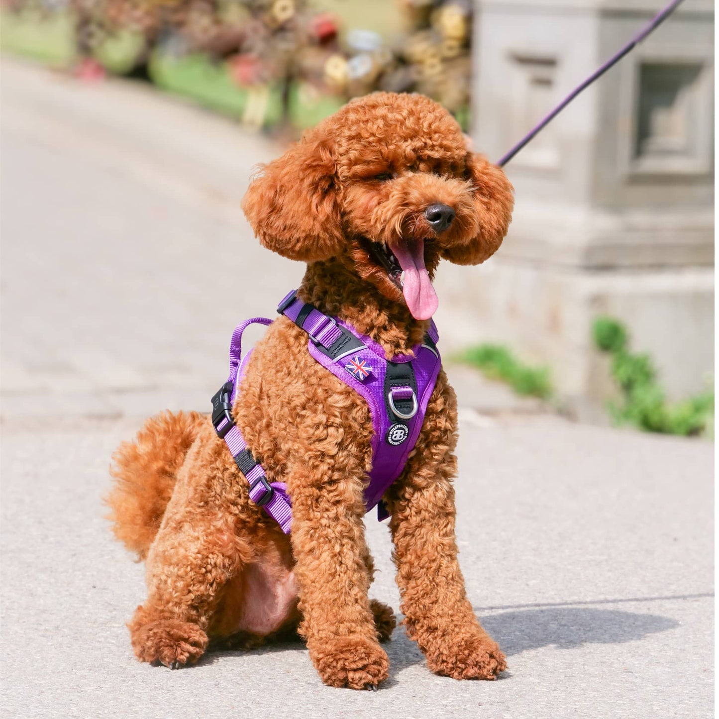Anti Pull Hurricane Harness Lighter | With Handle - Purple