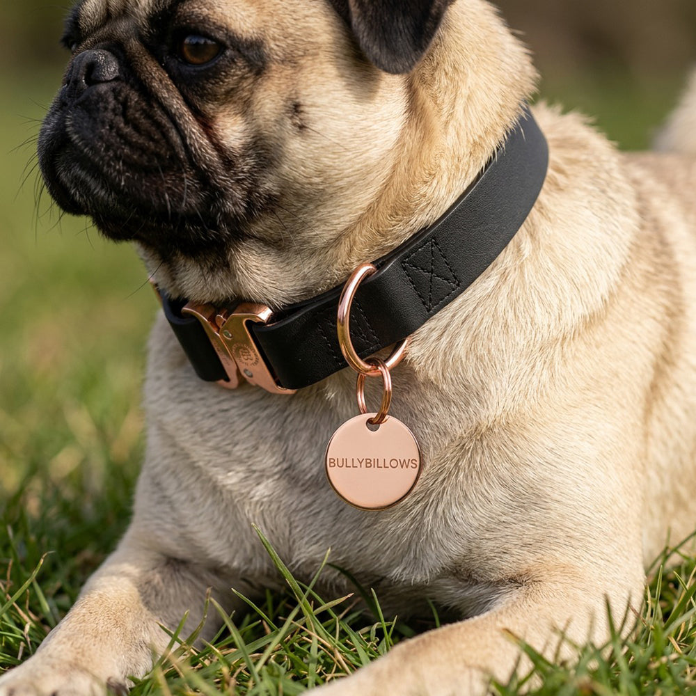 Dog ID Tag - Khaki (With Gift Box)