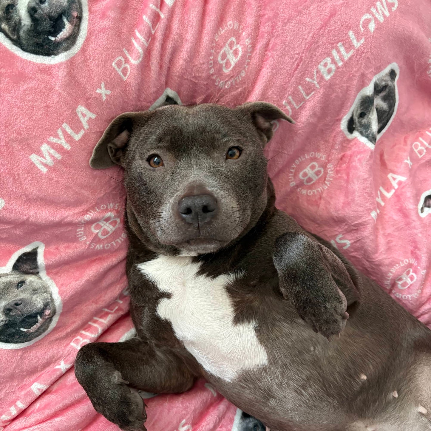 MYLA Pink Edition| Luxury Human & Dog Blanket