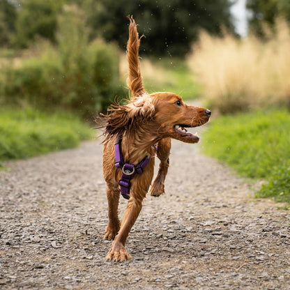 Anti-Pull TRI-Harness® | Training Dog Harness for All Breeds - Bubblegum