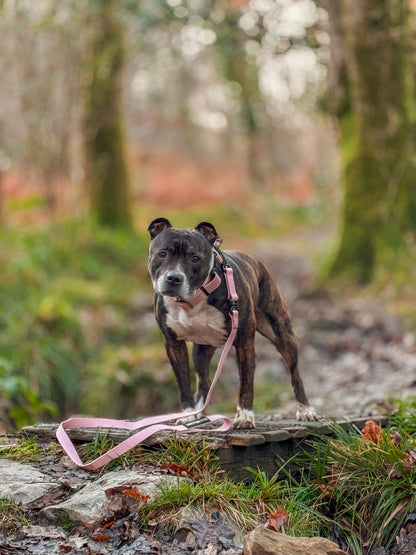 5cm Combat Billowthane® Collar | Waterproof | Pink