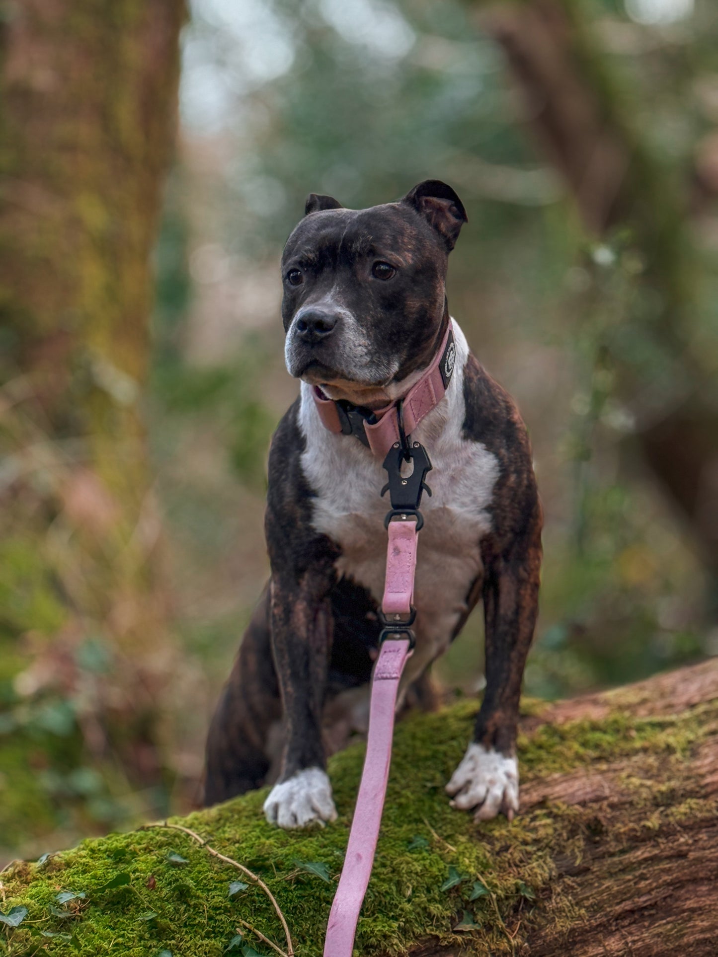 5cm Combat Billowthane® Collar | Waterproof | Pink