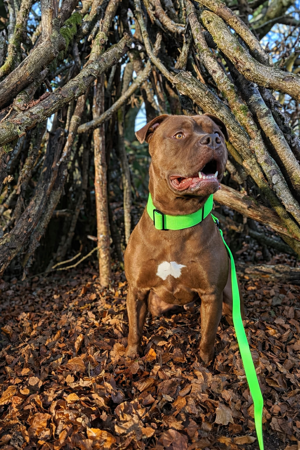 4cm Combat Billowthane® Collar | Waterproof | Neon Green