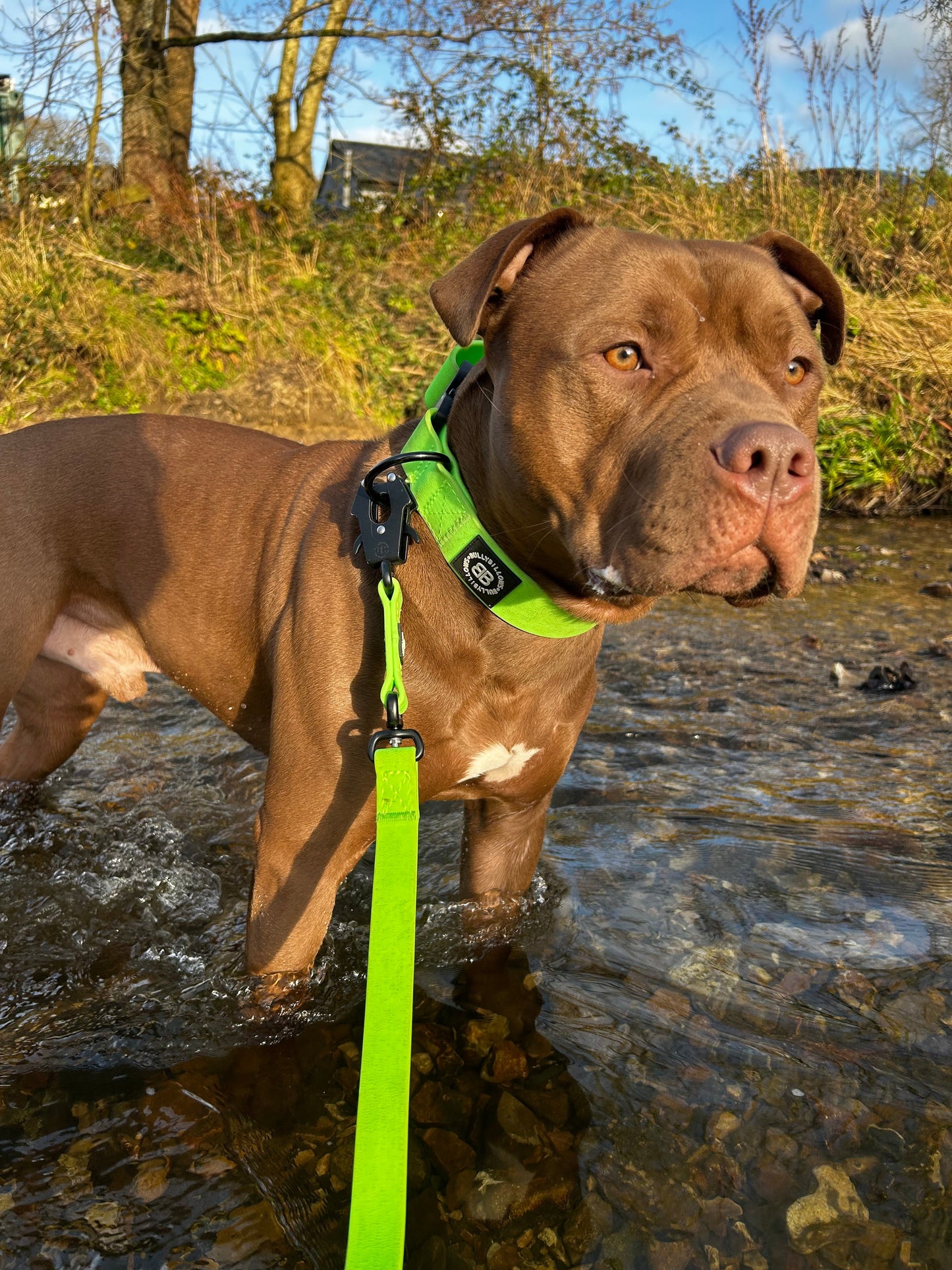 4cm Combat Billowthane® Collar | Waterproof | Neon Green
