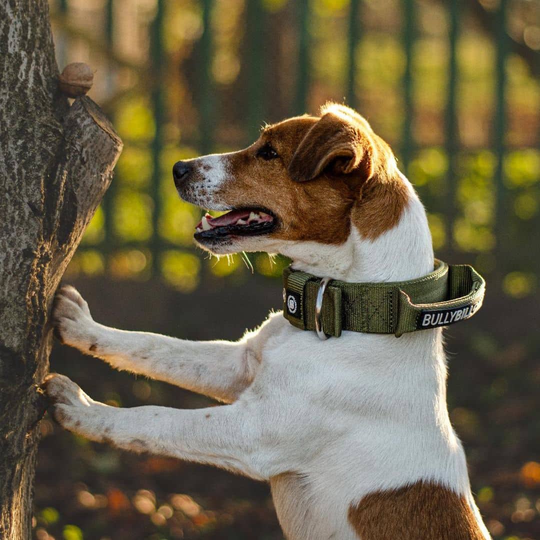 4cm Pin Buckle Collar | With Handle