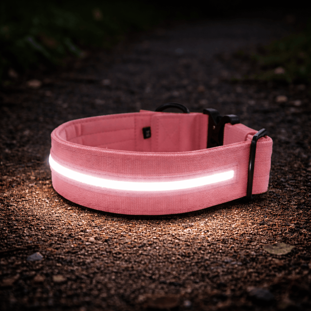 2.5cm Light Up LED Combat® Collar | With Handle & Secure Clip - Pink