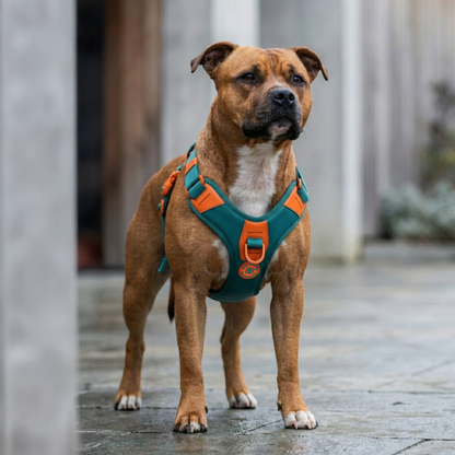 Anti Pull Hurricane Harness Lighter | With Handle - Turquoise X Orange