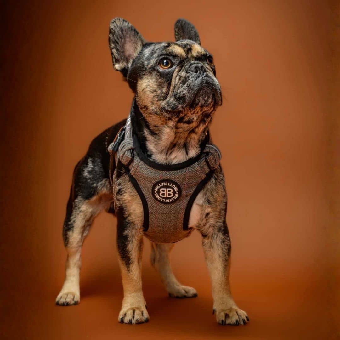 Premium Comfort Harness | Herringbone/Tweed