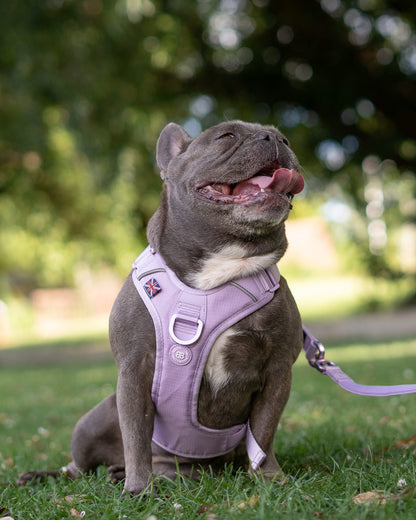 Anti Pull Hurricane Harness Lighter | With Handle - Lavender X Ube