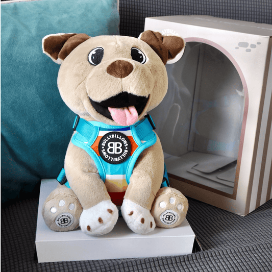 XL Bully Plush Teddy - With Box
