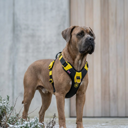 Anti Pull Hurricane Harness Lighter | With Handle - Black X Yellow