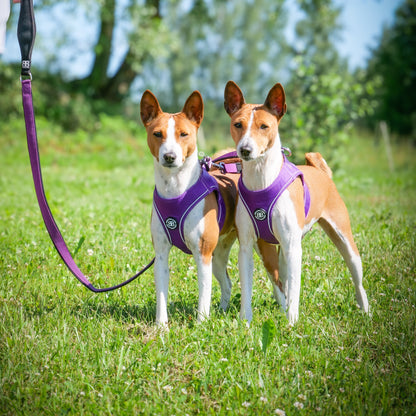 Step in Harness | XS-M Breeds