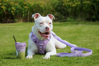 Anti Pull Hurricane Harness Lighter | With Handle - Lavender X Ube