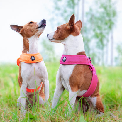 Boomerang Harness | XS-M Breeds
